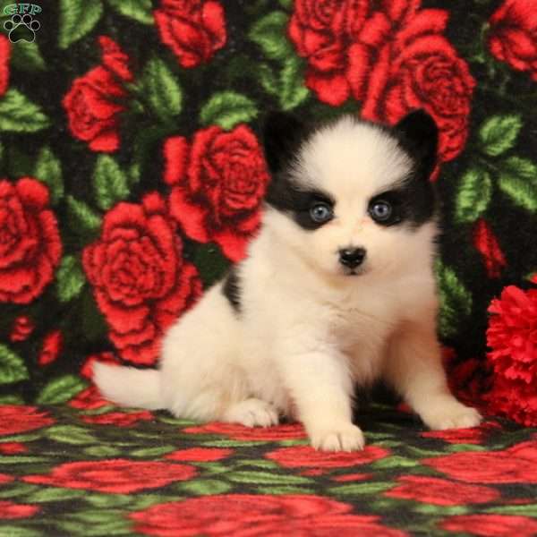 Daffodil, Pomsky Puppy